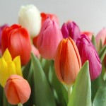 tulipanes-150×150